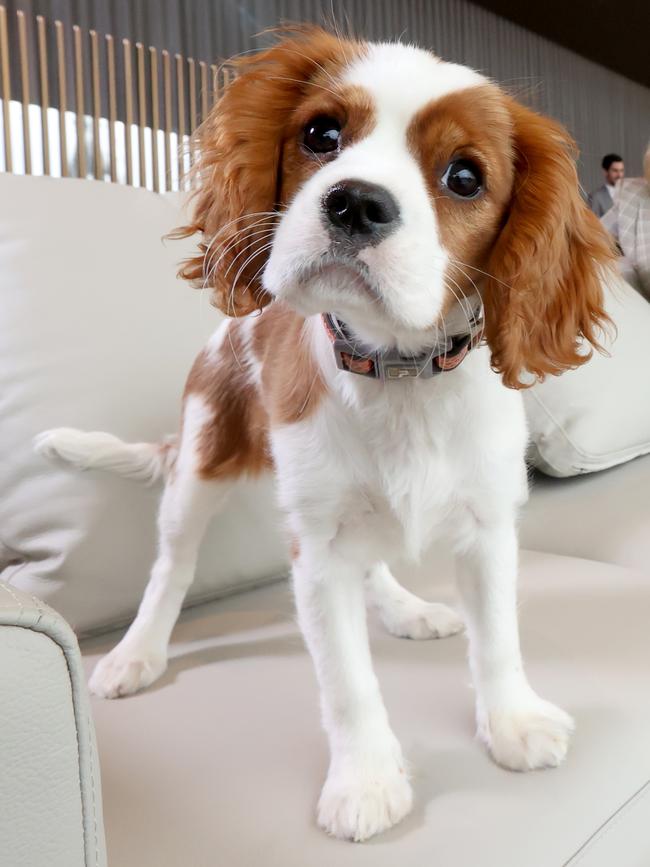 Happier times: Charli relaxing at the Oval Hotel. Picture: NCA NewsWire / Kelly Barnes