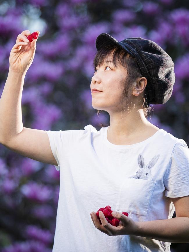 Fruit picker Grace Wei is seen at Westerway Raspberry Farm in Tasmania. Picture: Richard Jupe