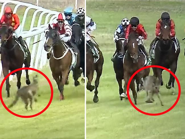 A rogue kangaroo narrowly avoids horses and riders in the first race of the day at Warren.
