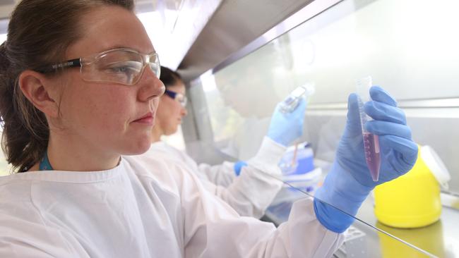 CSIRO scientists are testing the Innovio vaccine on ferrets. Picture: Alan Barber