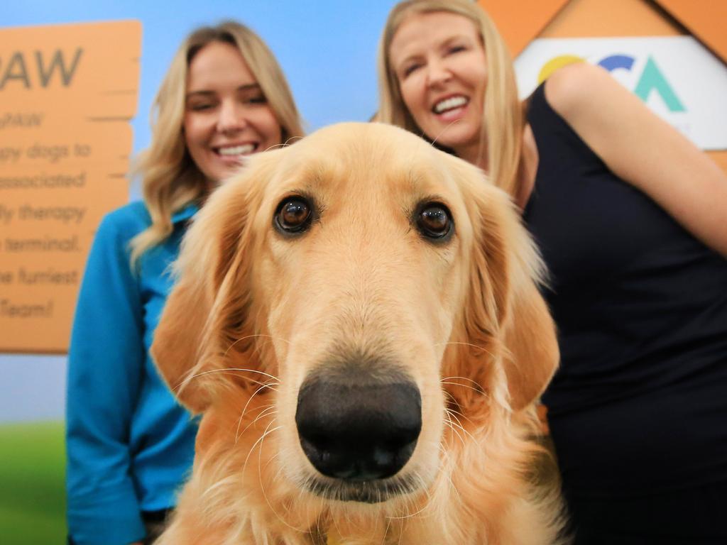 Therapy dog sale training gold coast