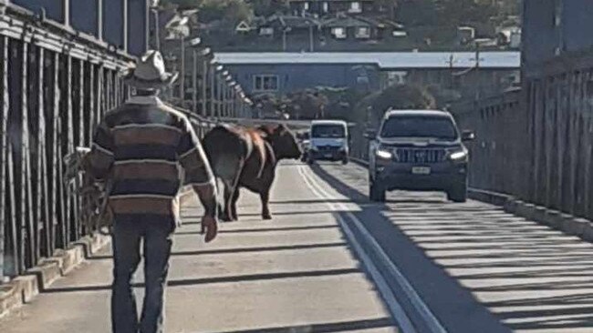 The bull broke free in the middle of the bridge in the middle of town this morning. Picture: Trudy Robinson via Murray Bridge News