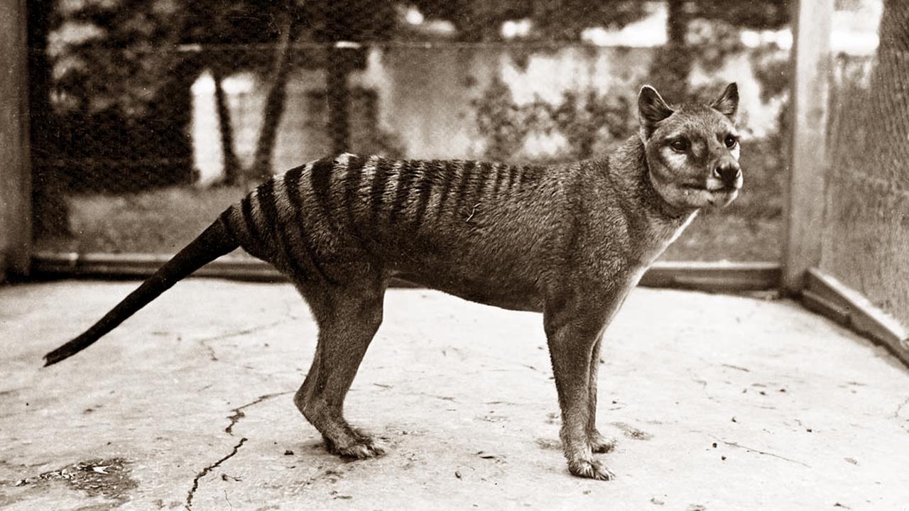 Can the Extinct Tasmanian Tiger Be Brought Back to Life