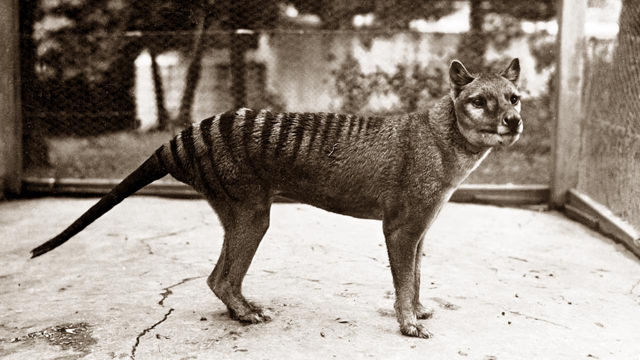 Tasmanian tiger or thylacine, long thought extinct, may still be alive