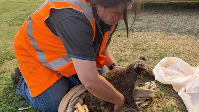 A male koala being taken into care by Wildcare volunteers after the Gold Coast fires. Picture: Wildcare Australia.