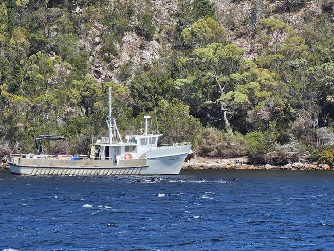 Boat helps shepherd group of pilot whales lost in Macquarie Harbour. Picture supplied: Petuna