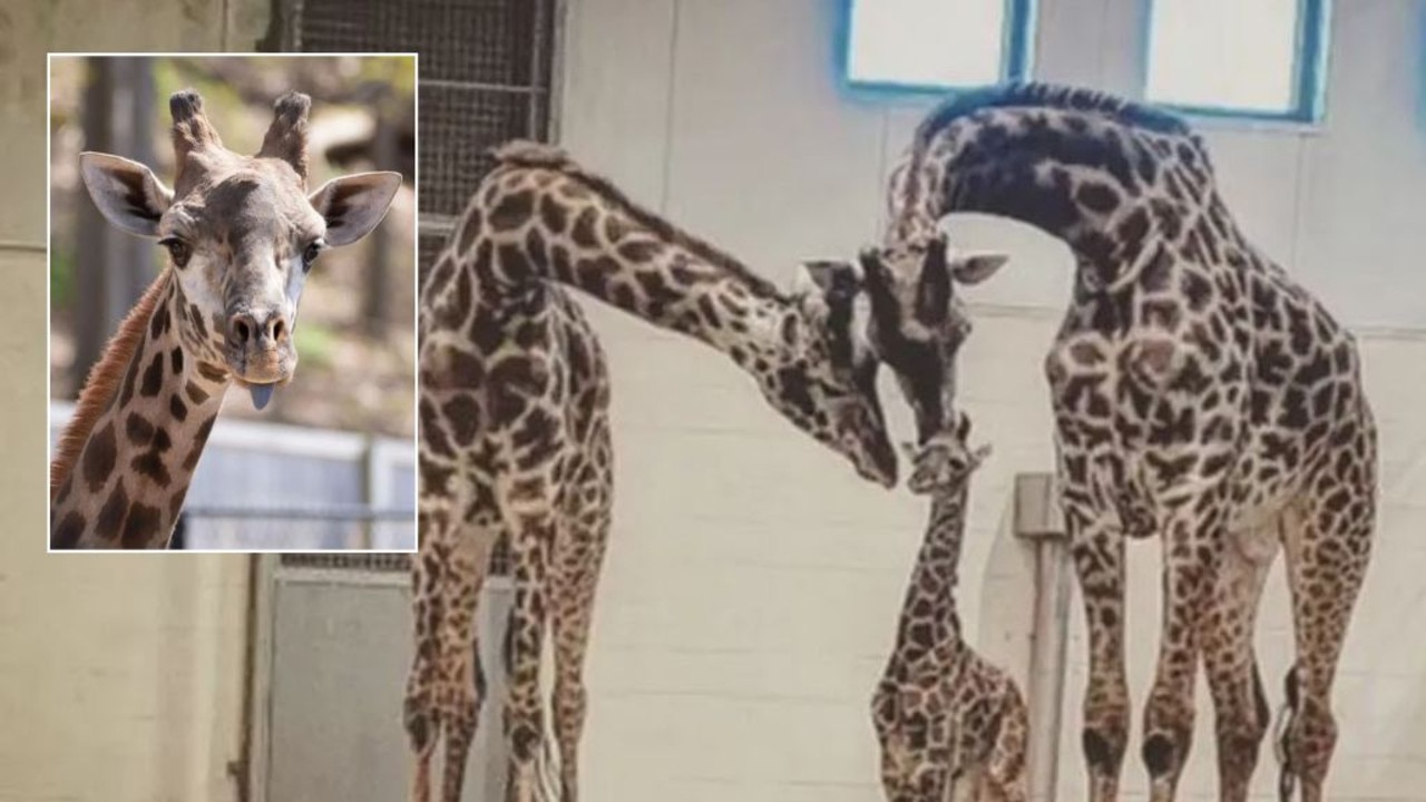 A beloved giraffe died in a New York zoo over the weekend when he fractured his neck.