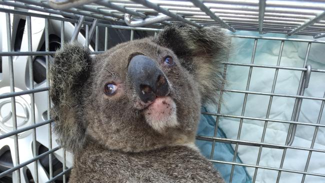 A koala rescue on the Gold Coast. 