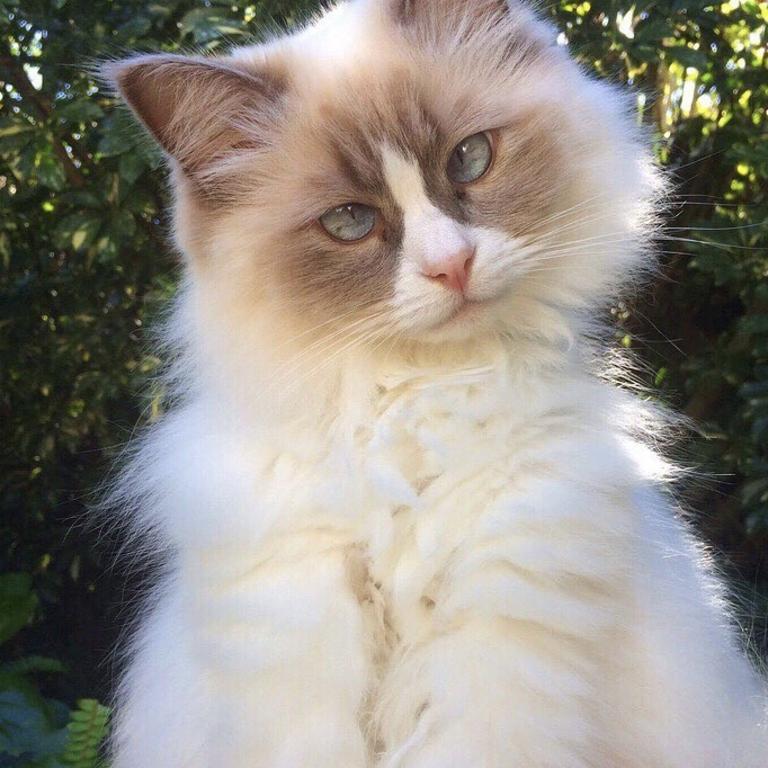 84. This cross eyed pretty kitty sees the world from two sides. Whilst it is not a cat-astrophe, this gorgeous girl definitely needs to be cata-logued into the top 100 felines. Tracey Maxwell, Caringbah