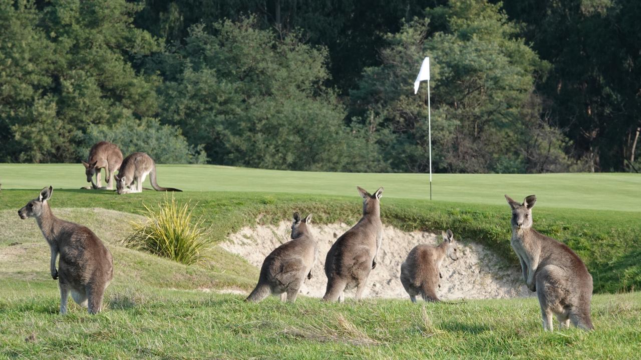 Kangaroos at Heritage Golf and Country Club at Chirnside Park outside Melbourne. Picture: Alex Coppel