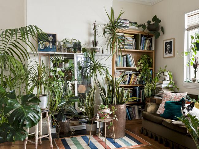 HOME DECORATE Decorating with indoor plants via the Plant Life Balance campaign