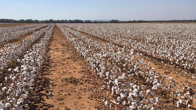 Cotton is an emerging industry for the NT but many remain staunchly opposed to it on environmental concerns. Picture: Andrew Philip