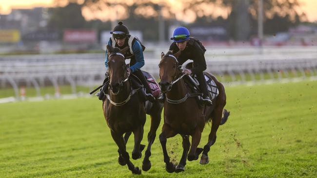 Stefi Magnetica, right Michael McInally/Racing Queensland.