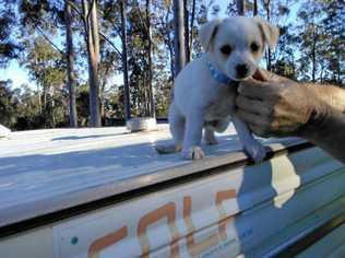 SWEET BOY: Austin was a birthday present to Sue Gardner for her 60th Birthday. Picture: Sue Gardner