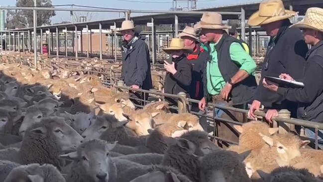 Fighting in the Middle East has impacted Australia’s lamb market | The ...