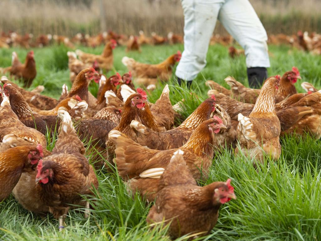 The bird flu outbreak in Victoria is taking a toll on egg supplies. Picture: Zoe Phillips