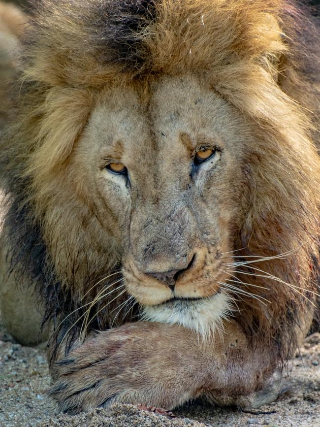 Big cat heaven at Kruger National Park, South Africa. Photography: Mark Goldstein