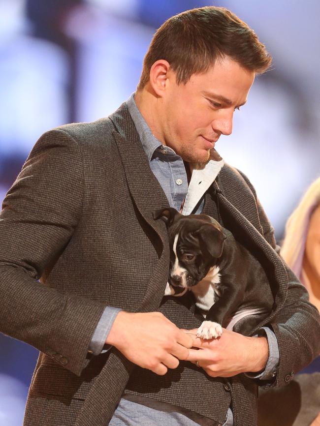 SANTA MONICA, CA - NOVEMBER 22: Actor Channing Tatum attends Fox's Cause For Paws: All Star Dog Spectacular at Barker Hangar on November 22, 2014 in Santa Monica, California. Frederick M. Brown/Getty Images/AFP == FOR NEWSPAPERS, INTERNET, TELCOS & TELEVISION USE ONLY ==