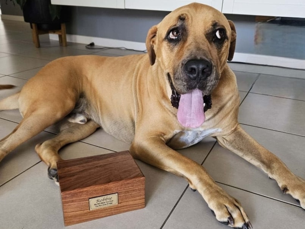 Odin: Samantha Jane’s 3 year old Bandog (Mastiff mix)“This picture is with his best friend who we sadly lost just days before Xmas,” his owner, Samantha said. “Ody was so very happy when Robbie came home to us just in a different way.”