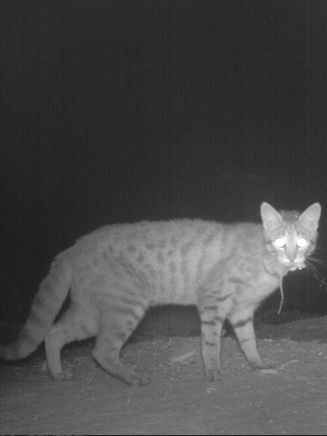 A feral cat hunting at night. Picture: Supplied