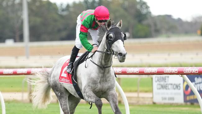 Dodgy One can return to winning ways stepping up in trip at Cranbourne on Friday night. Picture: Racing Photos via Getty Images