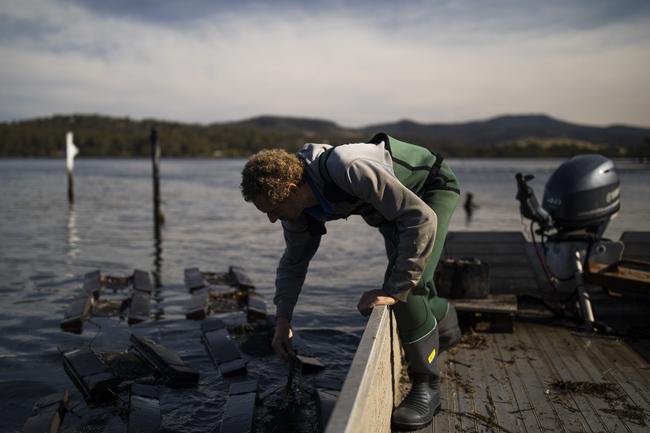 Second generation oyster farmer Dom Boyton on Merimbula Lake, NSW, checking his oyster pots. Picture by Sean Davey.