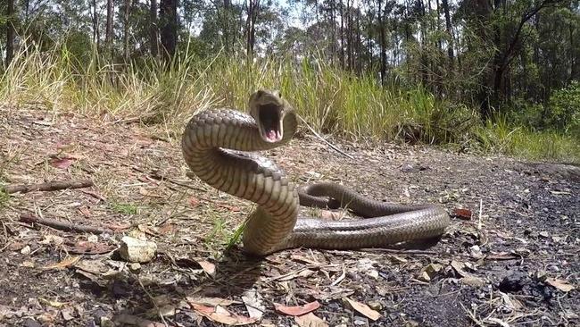 A teenage girl has been taken to hospital after being bitten by a snake in Karama at the weekend.