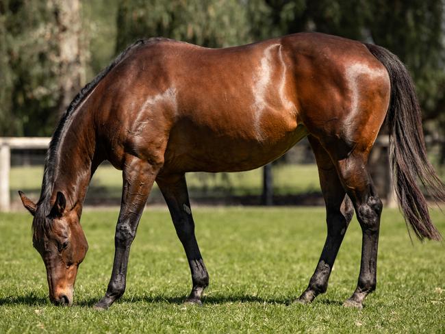 Mighty mare Winx in retirement. Her first foal — a daughter of the champ, and leading sire Pierro, will arguably be the most, significant individual yearling to ever be offered for sale in the southern hemisphere.