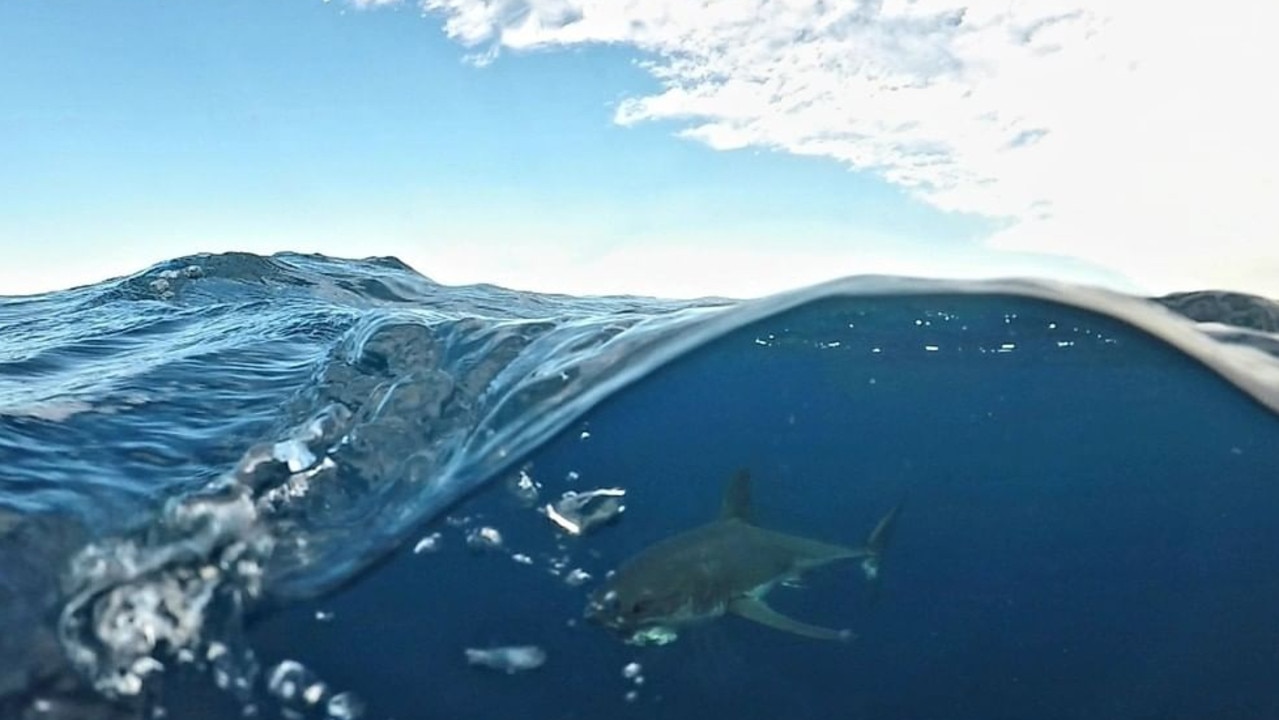 Great white sharks are breeding more in Australia. Picture: Instagram/Jason Moyce