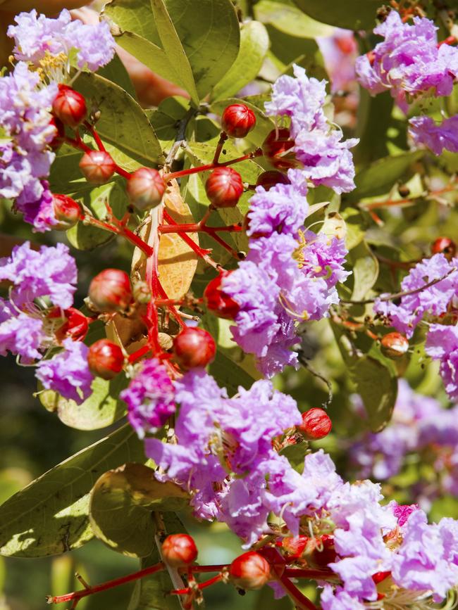 Make a splash: Crepe myrtle.