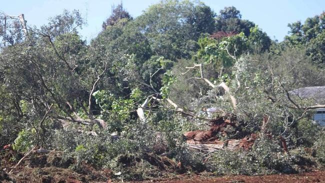 In June 2024 owners of the Atherton Arboretum, Savannah Seven, were slapped with an immediate stop work order after bulldozers ploughed down trees at the site for which a Heritage Register application had been made. Picture: Supplied