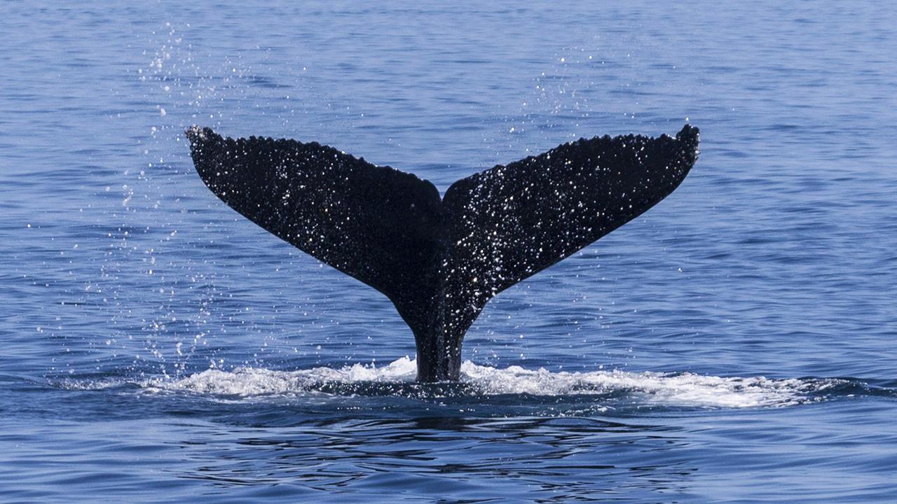 Whales Victoria: Searoad Ferries ferry passengers witness pod of whales ...