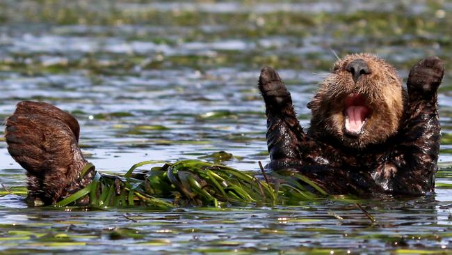 *** EXCLUSIVE ***  ELKHORN SLOUGH, CALIFORNIA - UNDATED: A sea otter pictured cheering after sleep in early morning in Elkhorn Slough, California.  PREPARE yourself for some rib-tickling laughter because the Comedy Wildlife Awards has announced its 40 finalists. Founded by Tanzania-based photographers Paul Joynson-Hicks MBE and Tom Sullam, the aim of the awards is to put a spotlight on wildlife conservation efforts while simultaneously injecting some humour into the world of wildlife photography. Entries this year include a grooving kangaroo, gurning gorilla and a hirsute hare. For more information go to www.comedywildlifephoto.com  PHOTOGRAPH BY Penny Palmer / CWPA / Barcroft Images