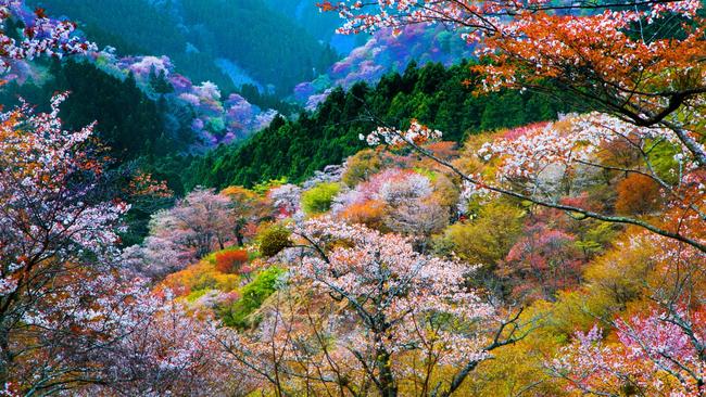 4. YoshinoMount Yoshino is home to more than 30,000 cherry blossom trees, making it one of the country’s most popular spots for visitors to admire the dusky pink and white blossoms, but there’s lots more to see than just cherry trees. Don’t miss the impressive Kinpusen-ji Temple, established during the seventh century. The main hall is the second largest wooden structure in Japan and was rebuilt in 1592 after several fires. The temple is home to three imposing 1300-year-old, 7-metre high, blue-skinned figures known as Zao Gongen.  Just down the road is Yoshinosou Yukawaya, an inviting ryokan with mountain views and an excellent restaurant. There are various guest rooms (including some without views and some where you’ll have a shared onsen-style bathroom), so be sure to confirm the room type before you book. 