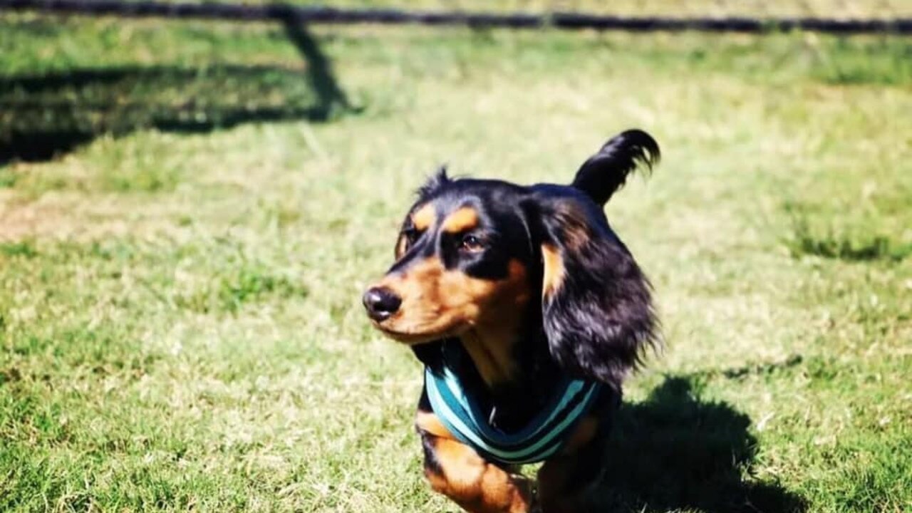 Daffy: Skye Cantrill's 1 year and 11 month old Dachshund
