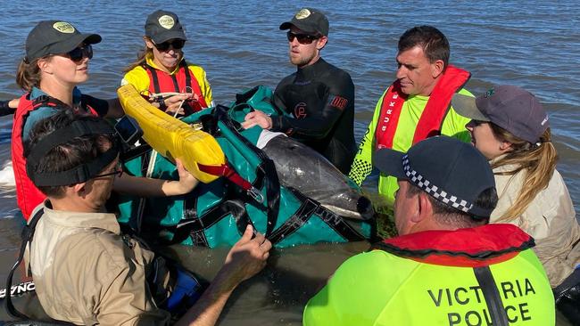 Marine animal experts and police were able to rescue a beached dolphin at Greenwich Reserve in Williamstown on February 7, 2022. Picture: Victoria Police