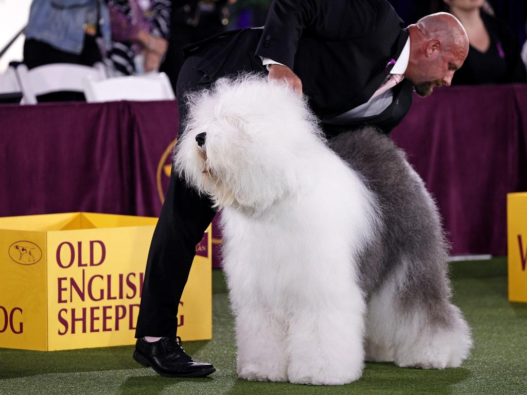 Peke, Frenchie, Aussie and, yes, PBGV make dog show finals – WABE