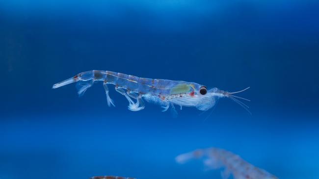 Krill specimen in blue water Please Credit: Brett Wilks/AAD -If used on social media please tag the Australian Antarctic Division @AusAntarctic, #AusAntarctic