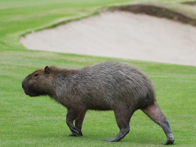 A capybara crosses a fairway during a practice round at Rio’s Olympic Golf Course.