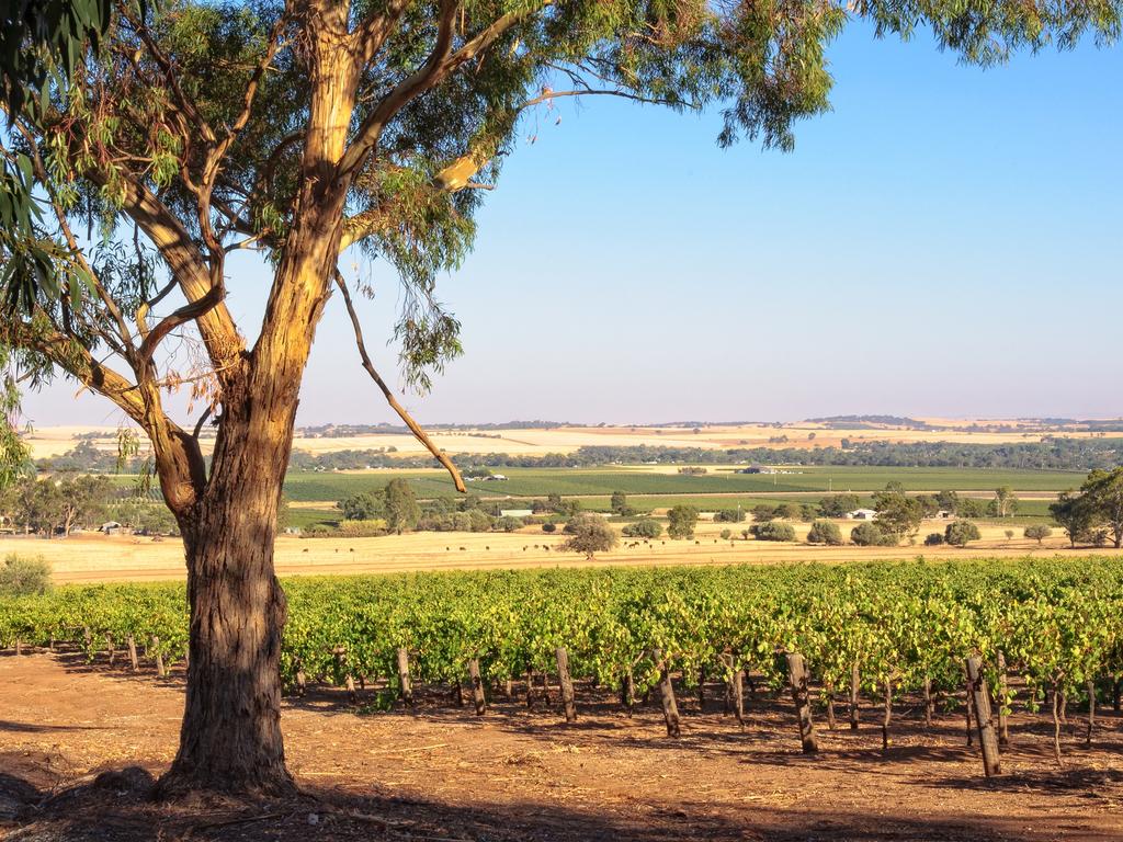 Eat and drink your way through the Barossa Valley, one of Australia’s best wine regions. Picture: iStock