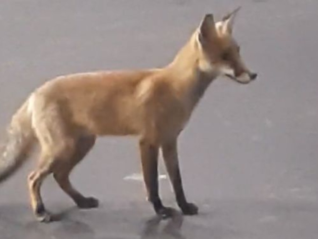 Red fox runs around at Southern Cross Station in Melbourne