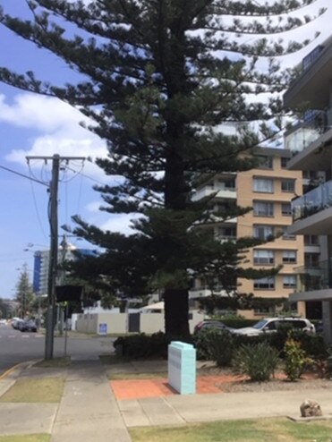 Photos of the city's second largest Norfolk Island pine as presented in a Gold Coast City Council report. Photo: Supplied