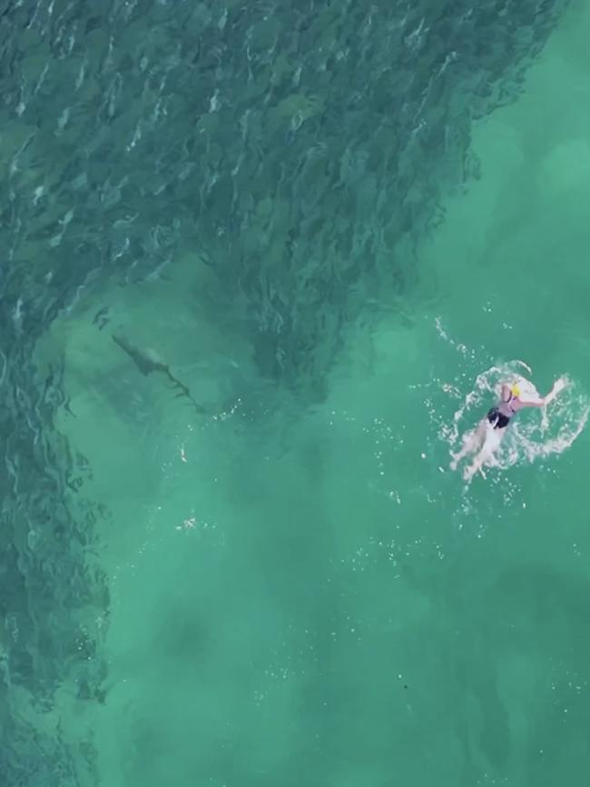 The woman spotted the shark feeding underneath her. Picture: DroneSharkApp.