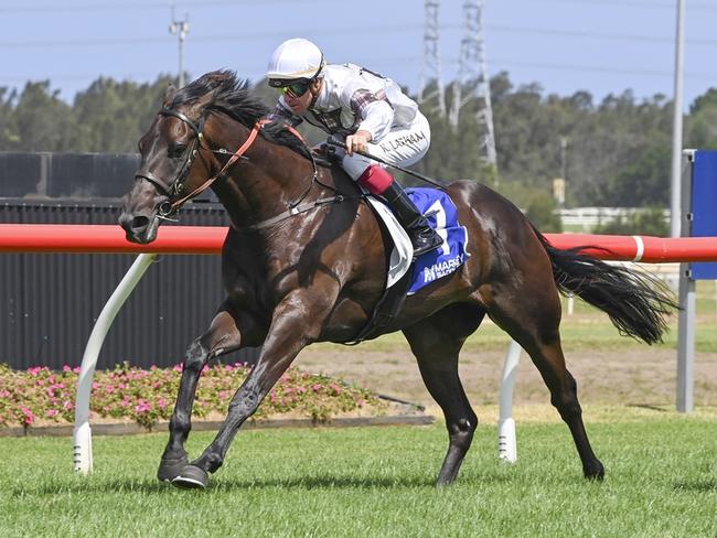Mogwai is chasing another first-up win when he heads to Canterbury. Picture: Bradley Photos