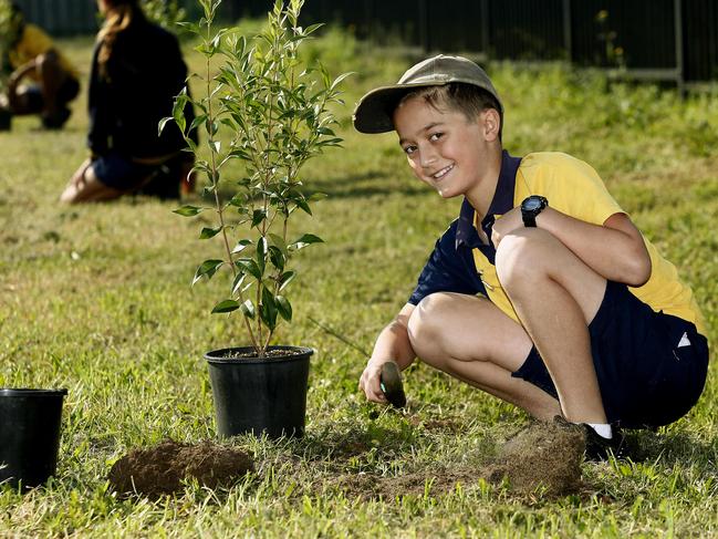 Miles Douglas -11 from Botany Public school plants his tree. Botany Council and Botany Public school team up for a One Tree per child tree planting at Botany Public school. Picture: John Appleyard