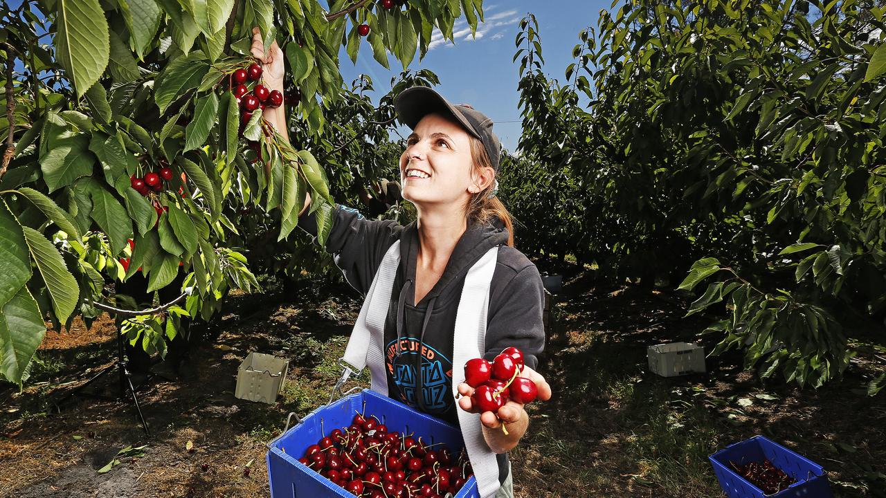 Cherry Picking Season 2025