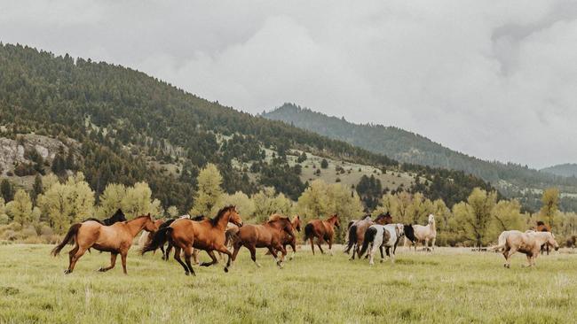 Saddle up for a rodeo adventure in Montana.