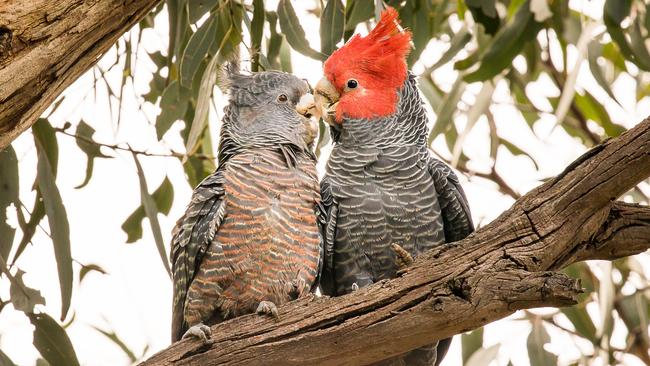 Allison Crowe snapped two gang gang cockatoos up a tree in Ringwood East.