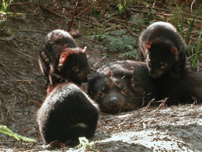 Some baby devils having fun with their mother in footage from ABC TV documentary Living With Devils, filmed in Tasmania's North West and directed by Simon Plowright. Picture: Supplied