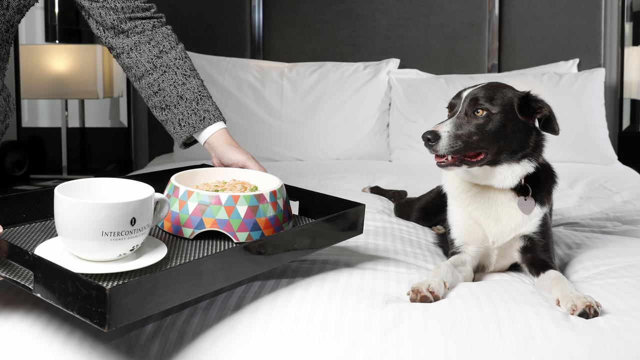 Kelpie cross Border Collie, Blue enjoying special doggie room service at the InterContinental Sydney Double Bay. Both dry and wet foods are key. Picture: Jonathan Ng